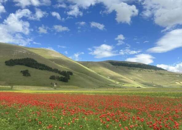 La fioritura in Umbria [4-6 luglio 2025]
