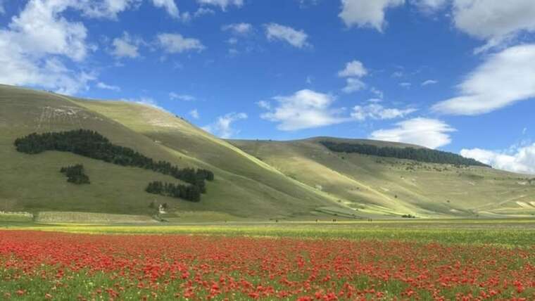 La fioritura in Umbria [4-6 luglio 2025]