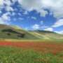 La fioritura in Umbria [4-6 luglio 2025]