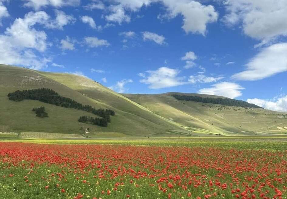 La fioritura in Umbria [4-6 luglio 2025]